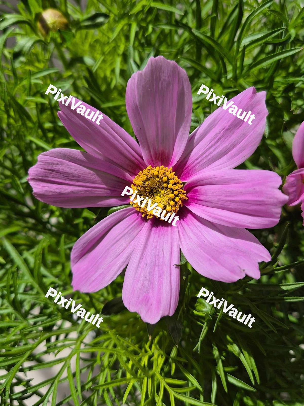 Garden Cosmos Flower